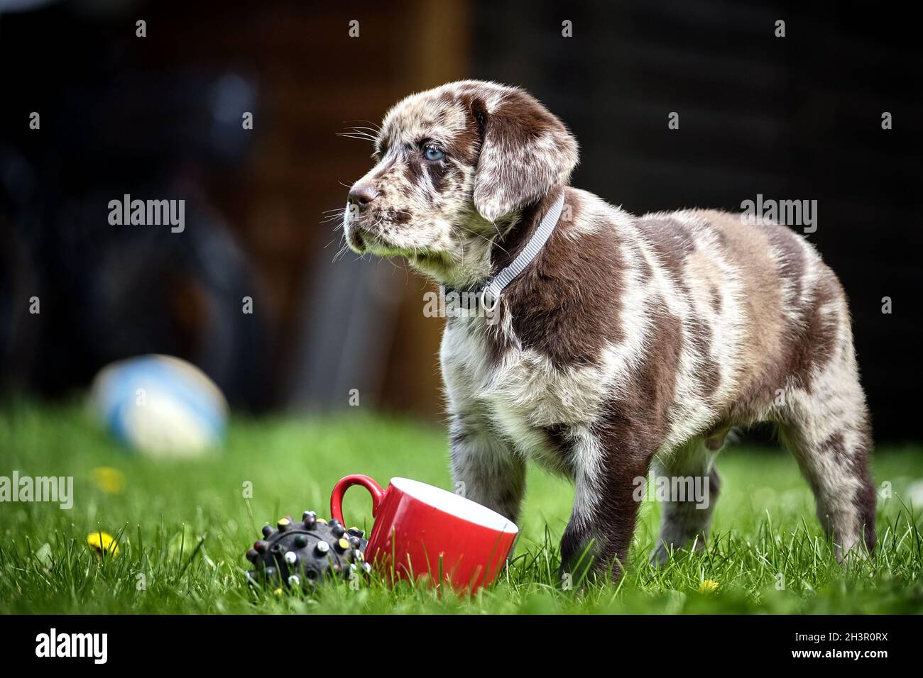 Spotted Labrador Retriever Puppy. Stock Photo