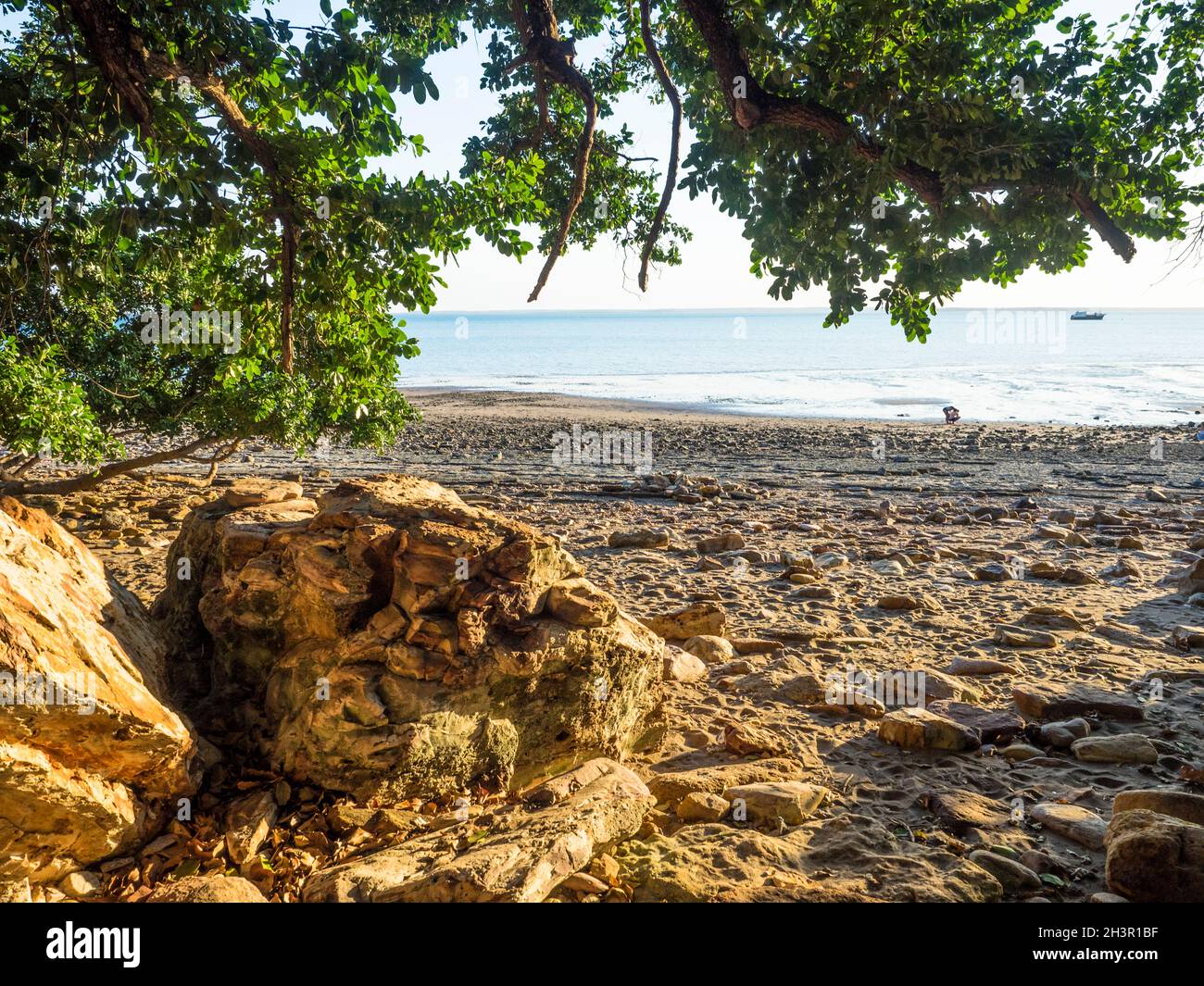 Rocks and fig tree at low tide, Lameroo Beach, Darwin Stock Photo - Alamy