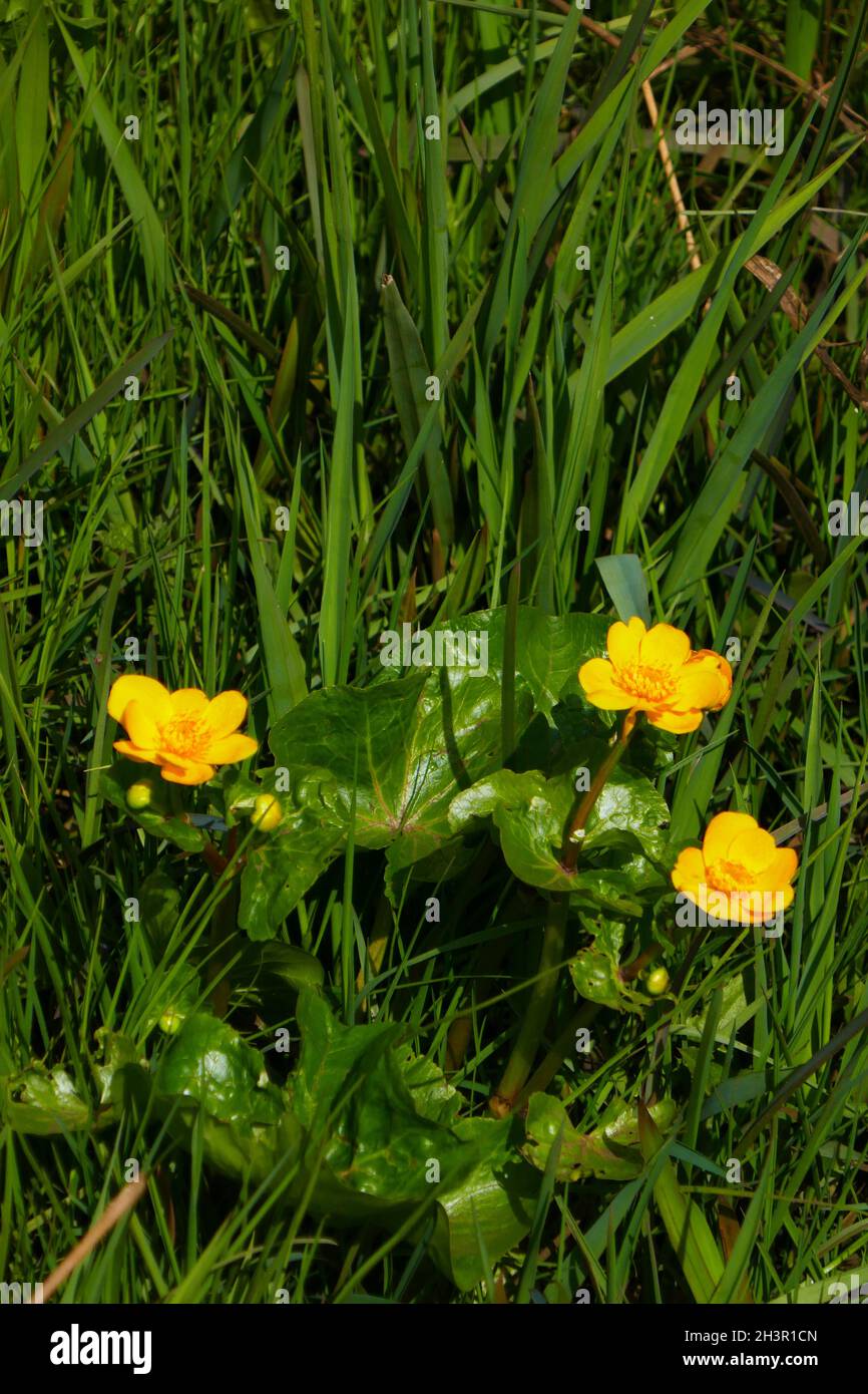 Marsh marigold Stock Photo