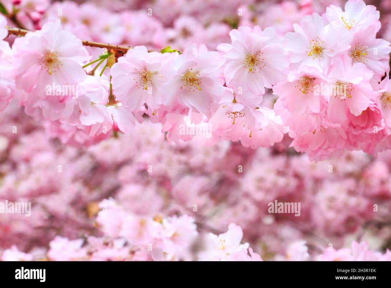 Pink cherry blossom branch, sakura flowers Stock Photo - Alamy