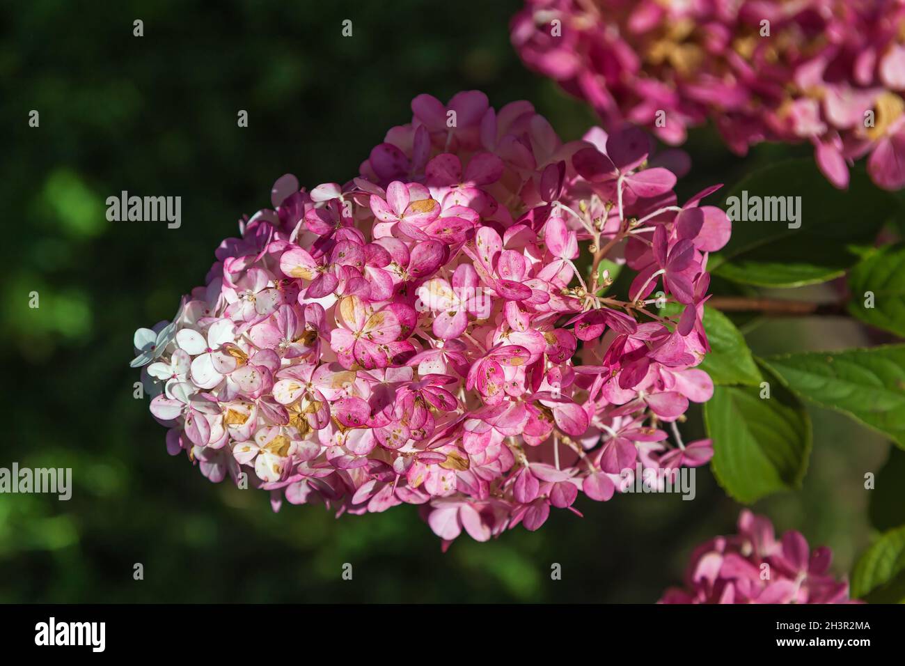 Pink hydrangea paniculata Stock Photo