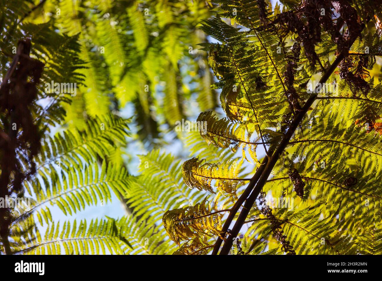 Tall tree fern hi-res stock photography and images - Alamy