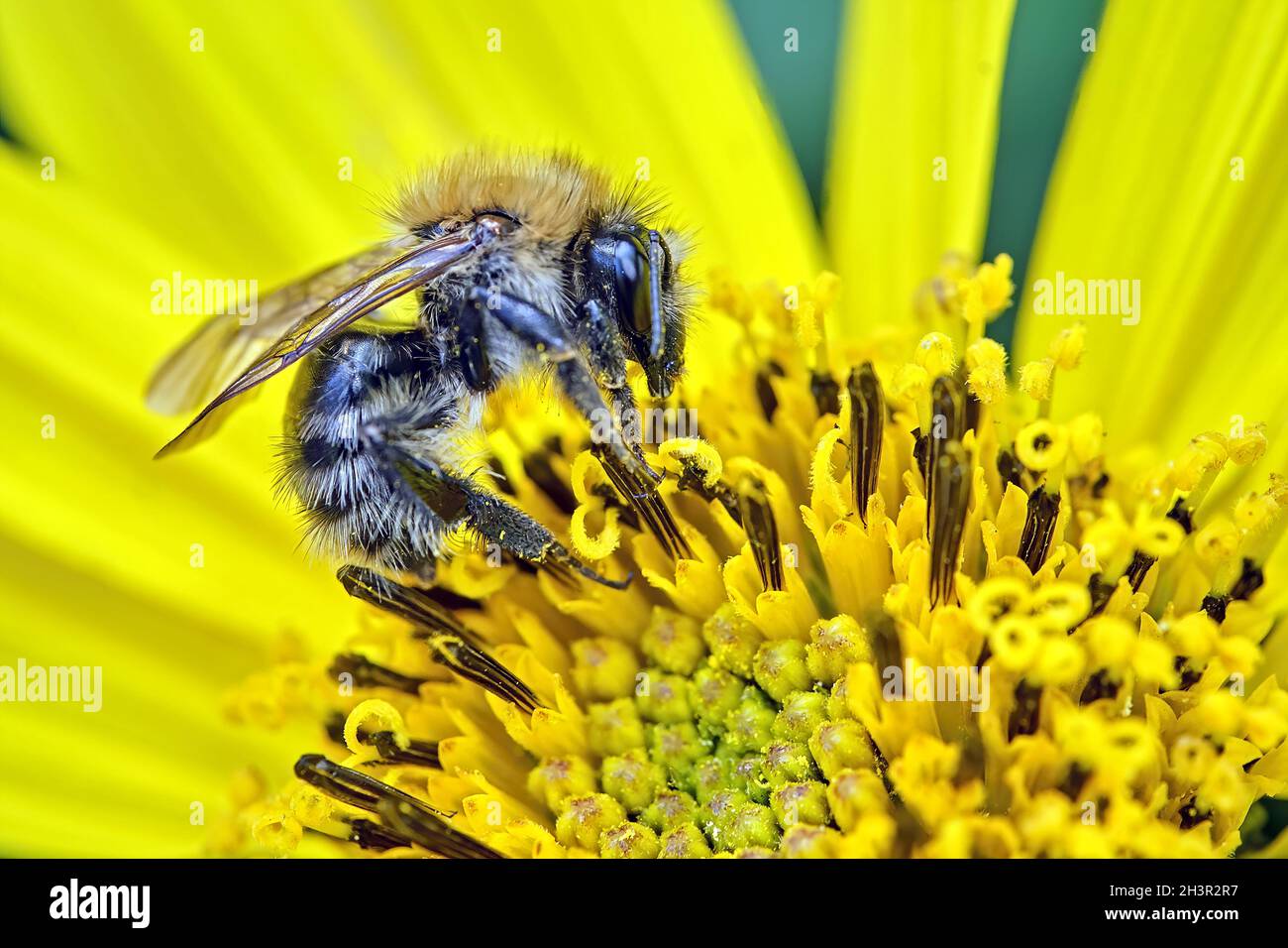 Tree bumblebee (Bombus hypnorum). Stock Photo