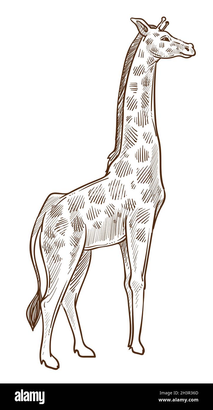 African animal, giraffe isolated sketch, tallest wild mammal Stock Vector