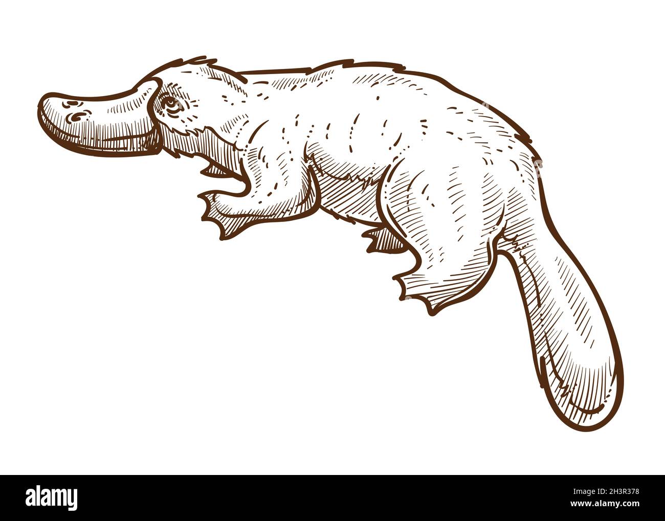 Duckbill or platypus isolated sketch, Australian animal symbol Stock