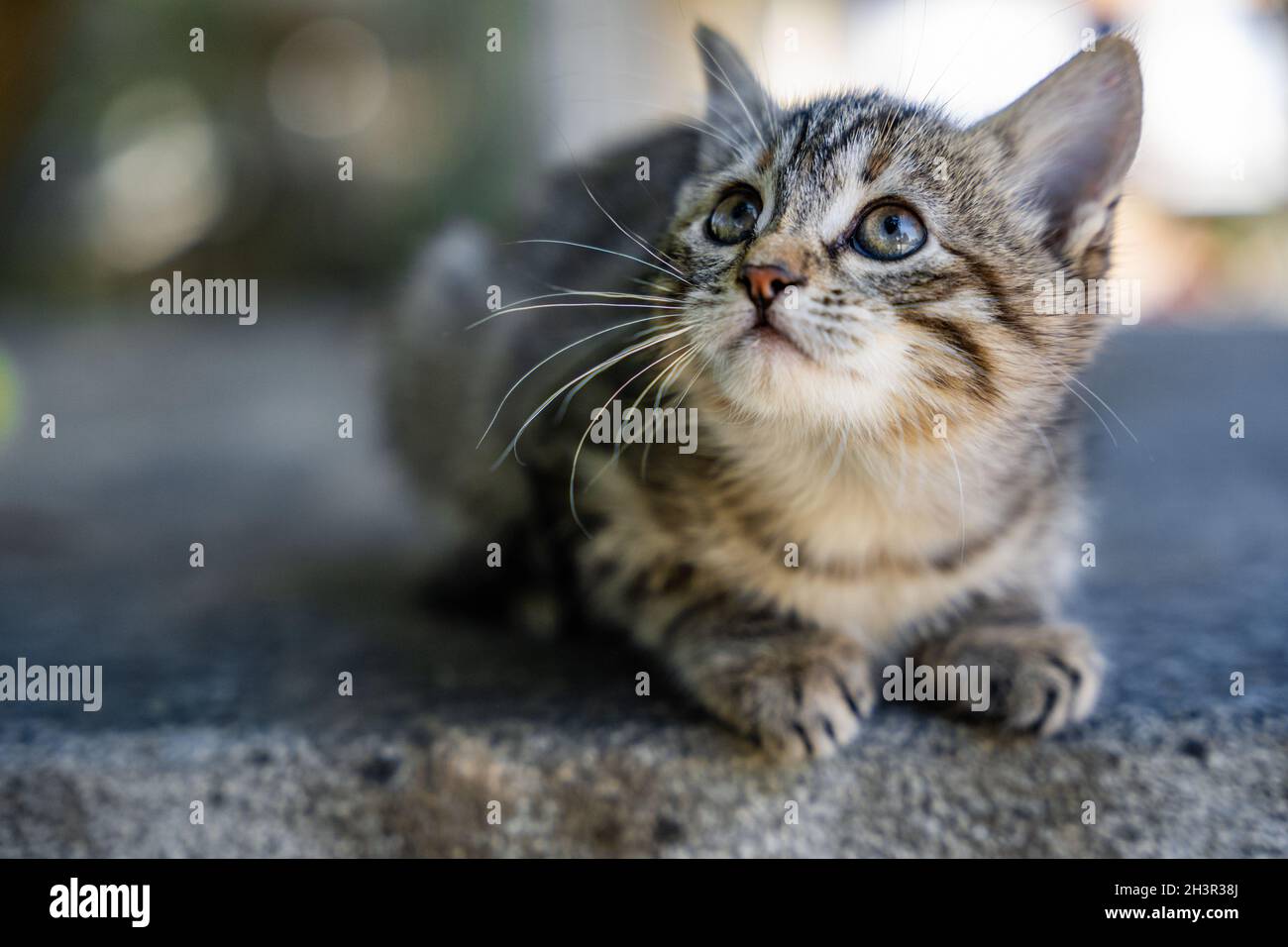 Tabby kitten on a concrete surface Stock Photo - Alamy