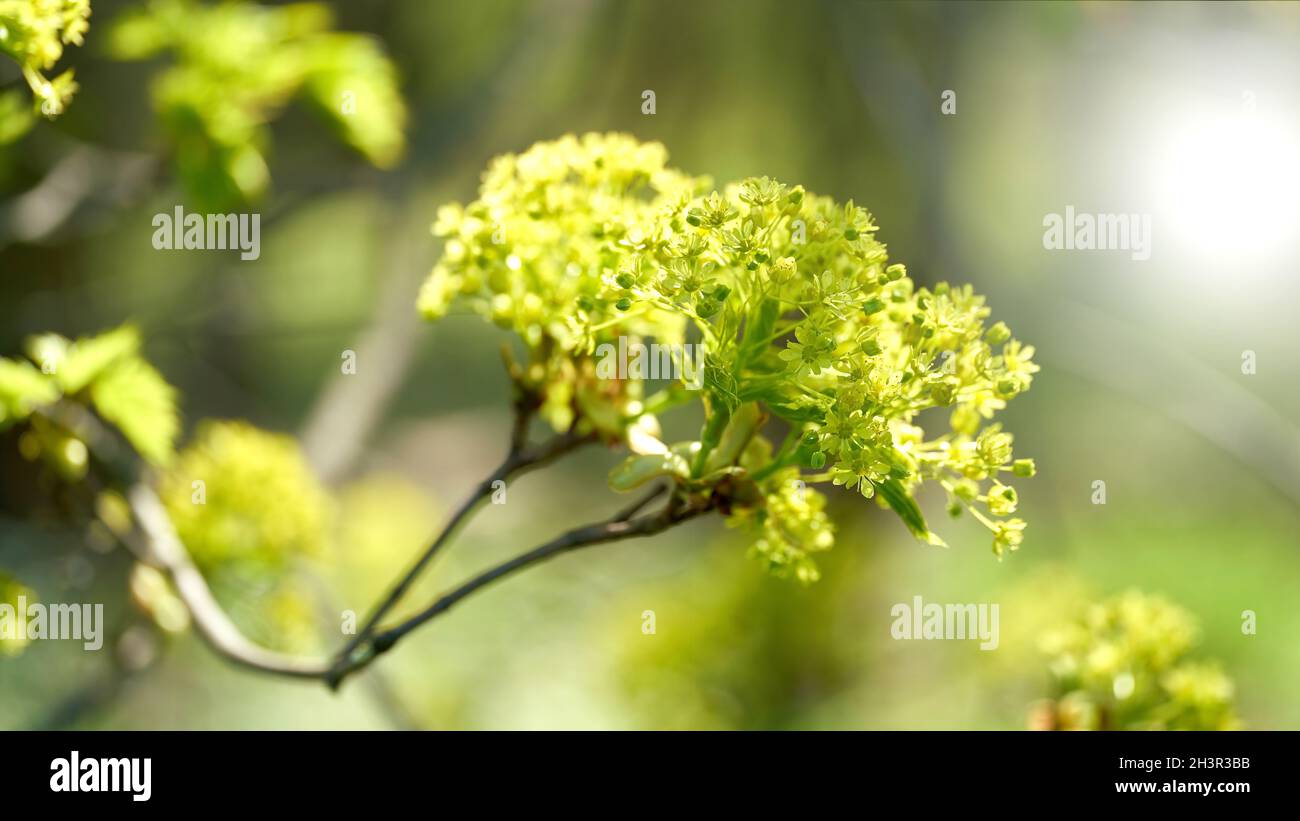 Inflorescence of a Norway maple (Acer platanoides) in a forest in springtime Stock Photo
