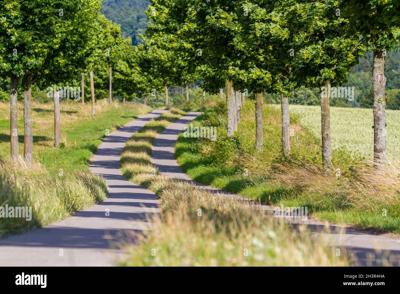 Field path lined with trees Stock Photo - Alamy
