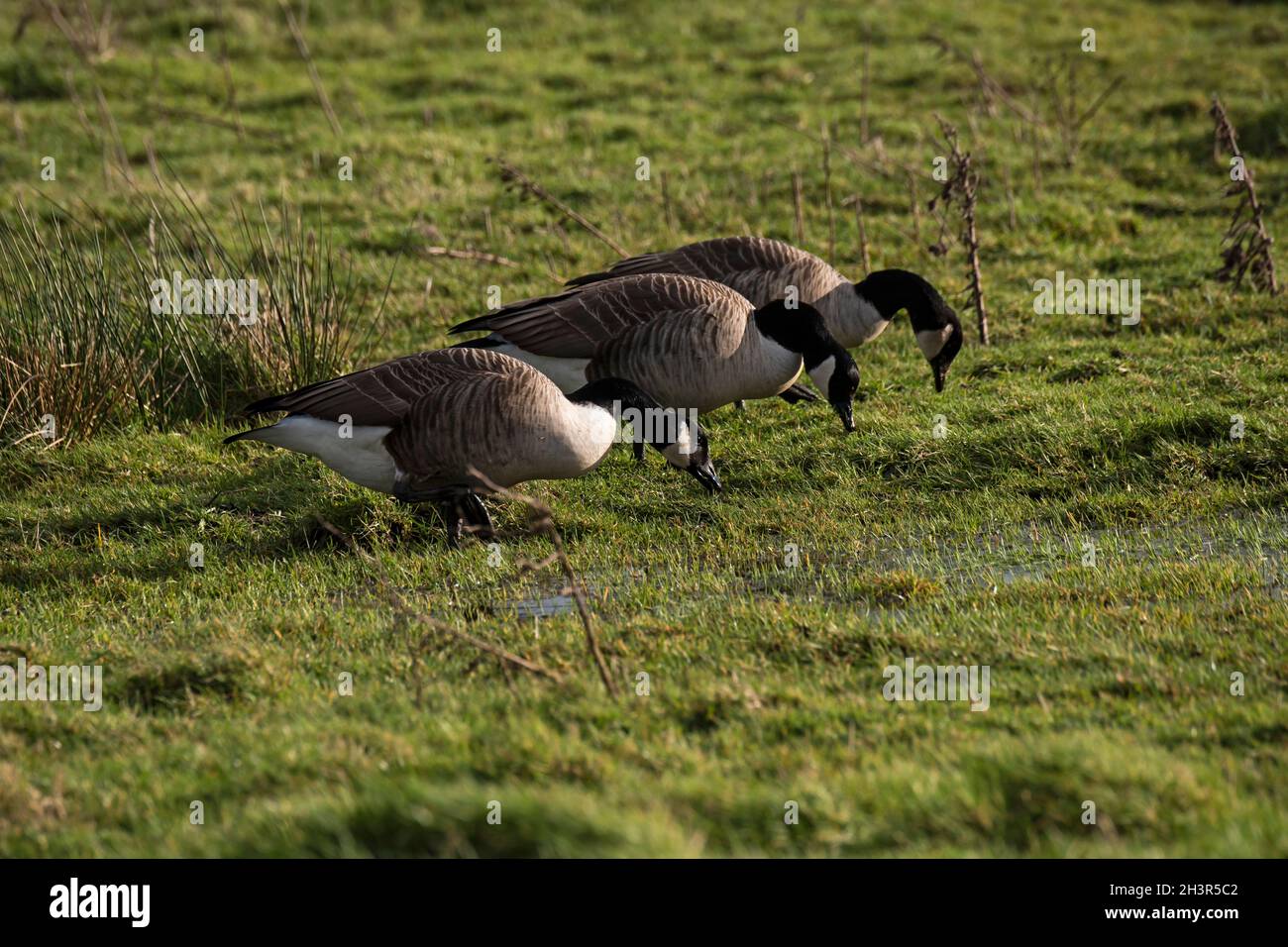 Wild birds of Britain, Canada Goose, at Pennington Marshes nr Lymington Hampshire Stock Photo