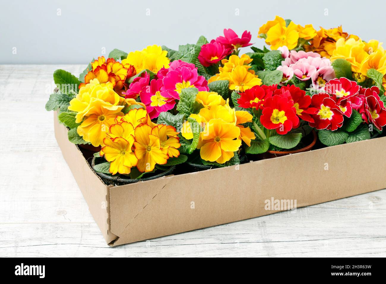 Colorful primula flowers in paper box. Spring time Stock Photo - Alamy