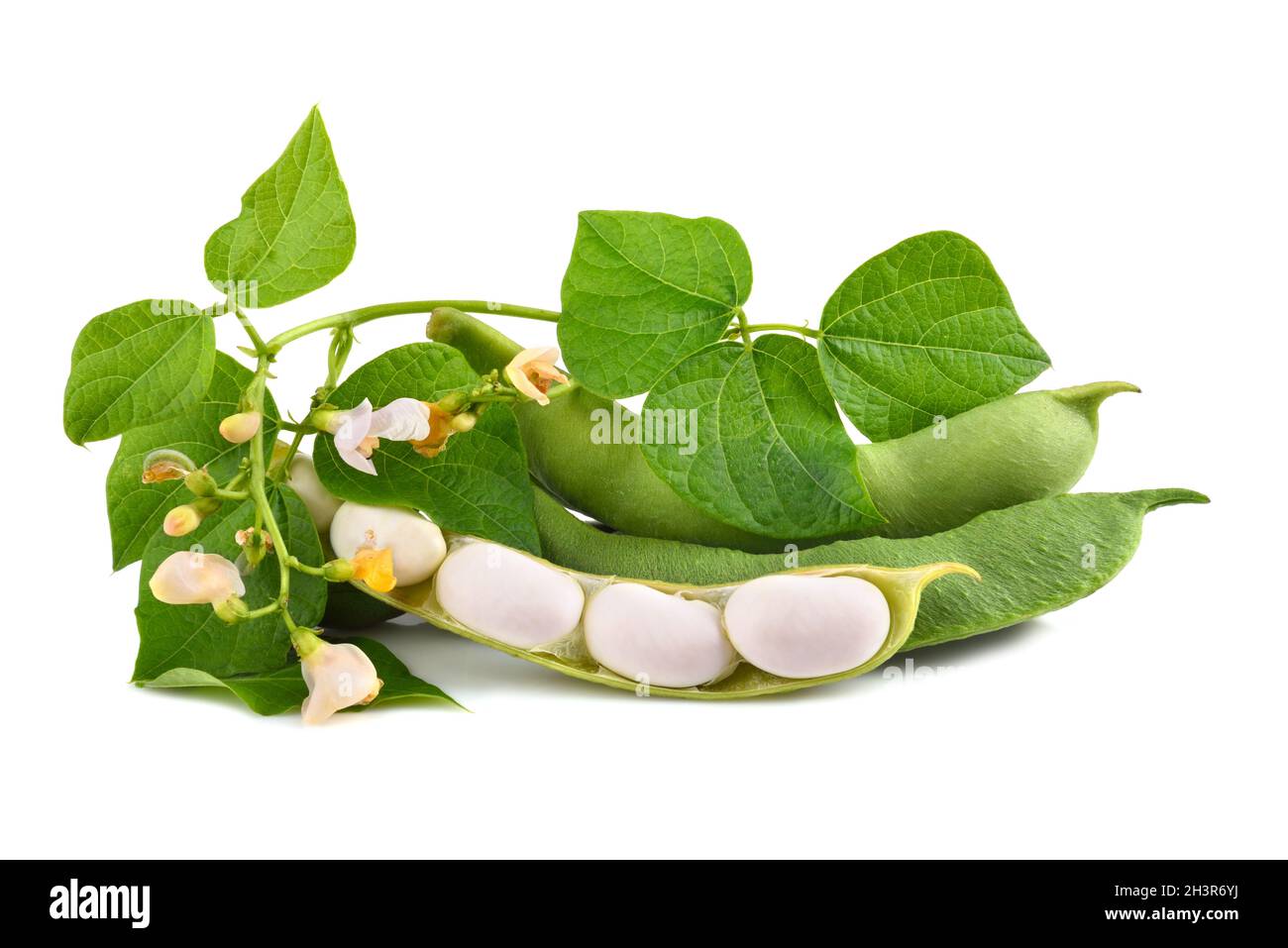 Green beans in pod Stock Photo