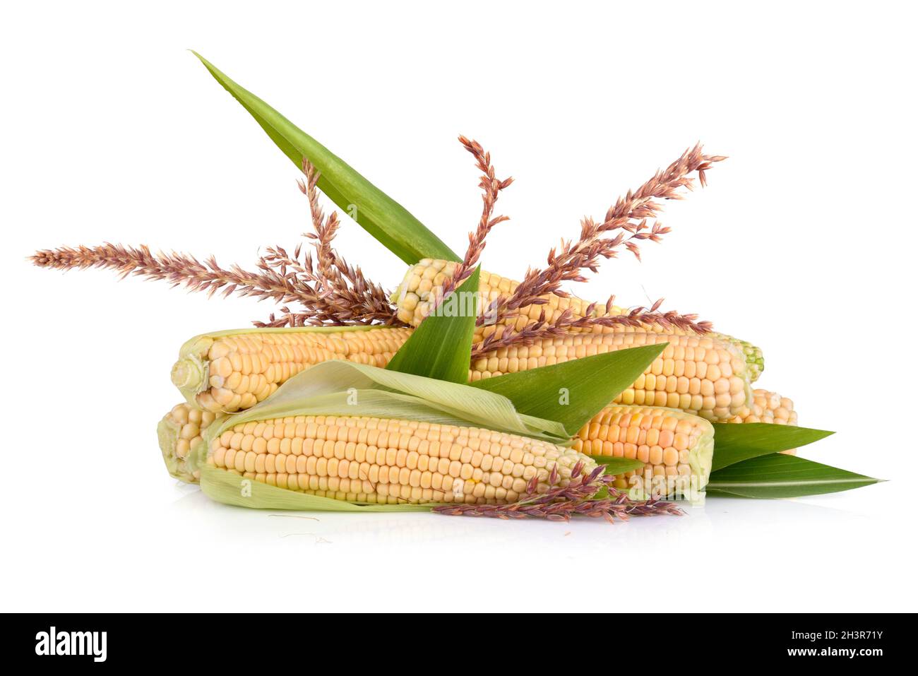 Corn in cobs Stock Photo
