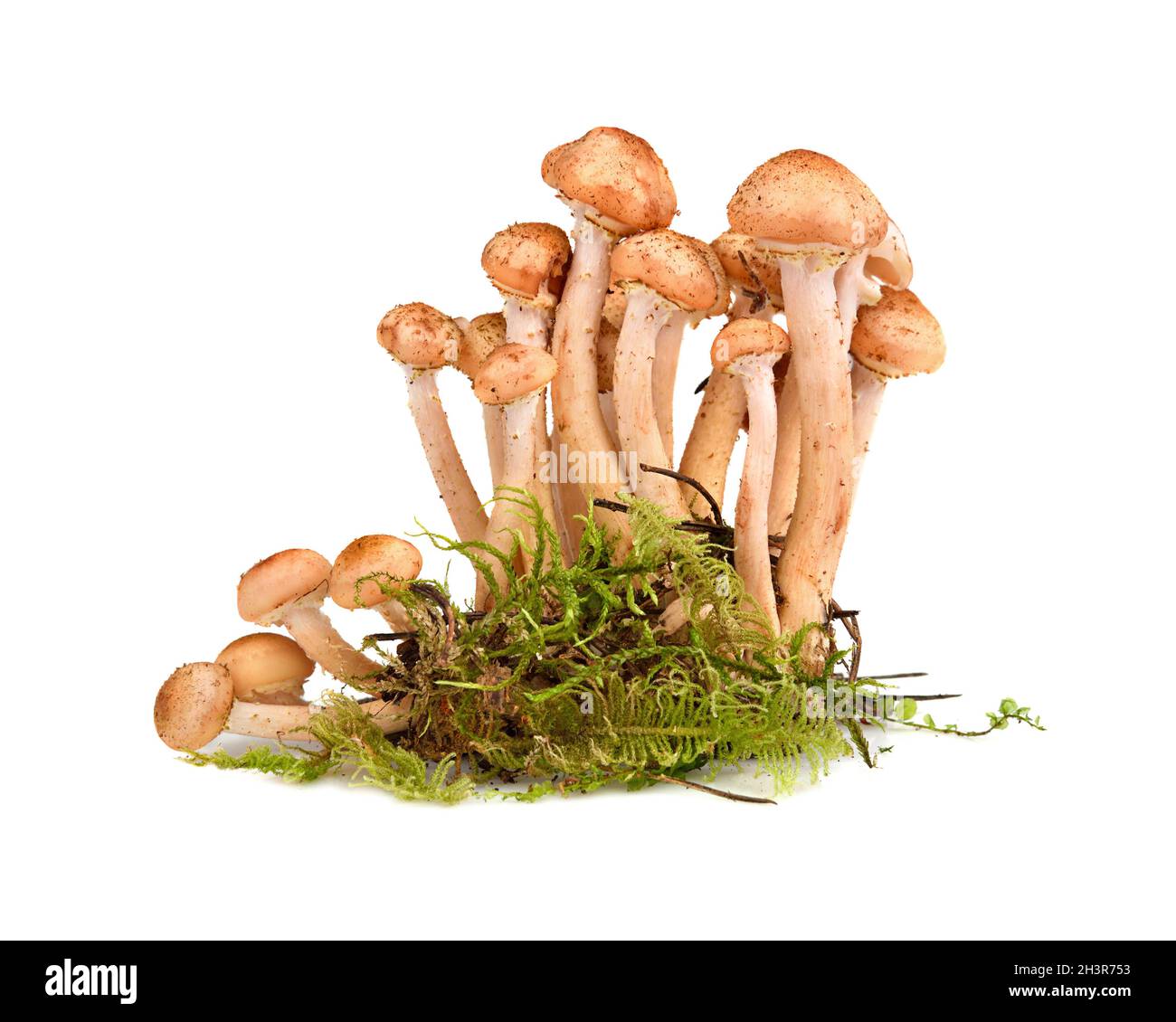 Group of honey fungus Stock Photo