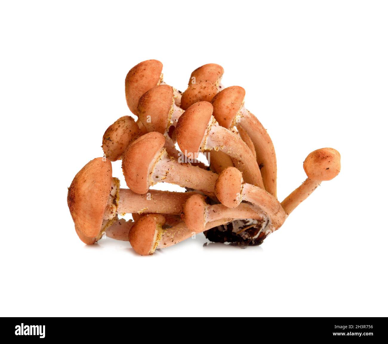 Wild autumn mushrooms Stock Photo