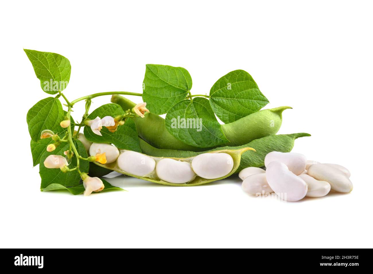 Fresh edamame in pod Stock Photo Alamy