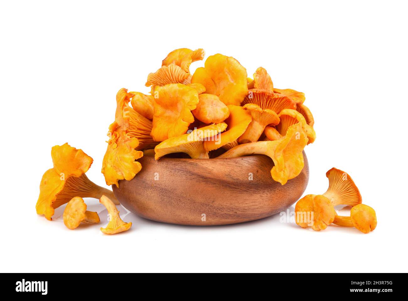 Yellow chanterelles mushrooms Stock Photo
