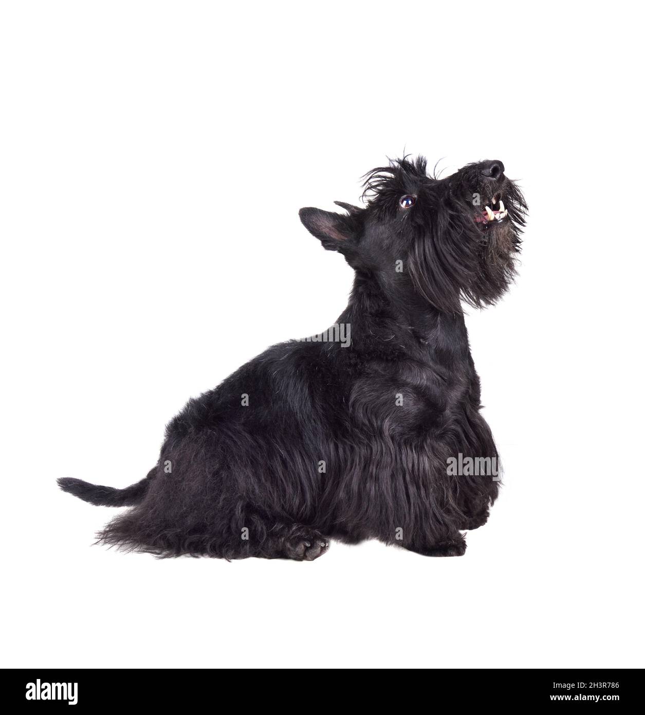 Black scotch terrier Stock Photo - Alamy