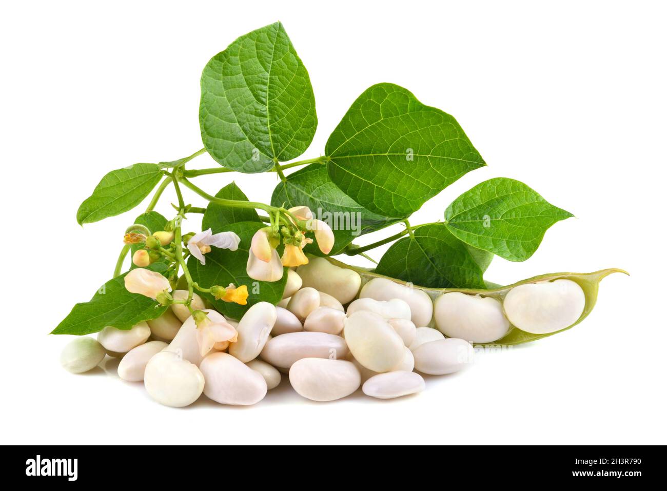 Fresh soy beans Stock Photo