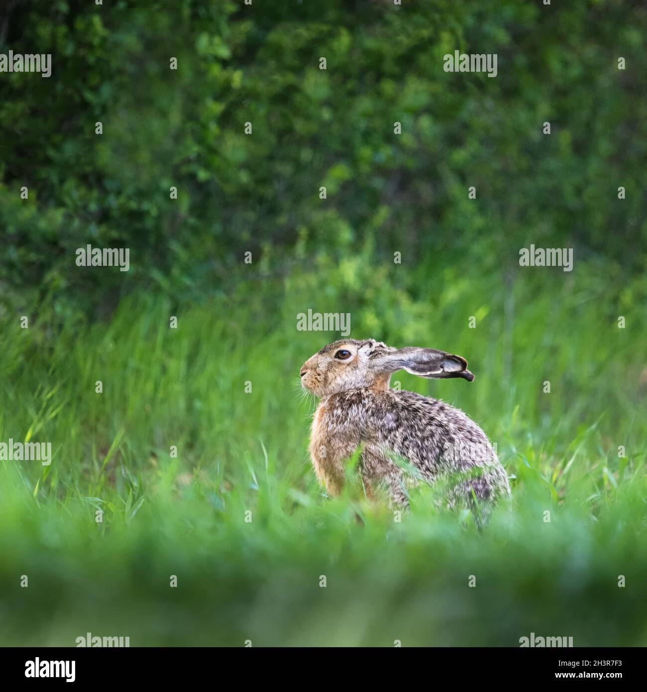 Hare rabbit sitting on a meadow in spring Stock Photo