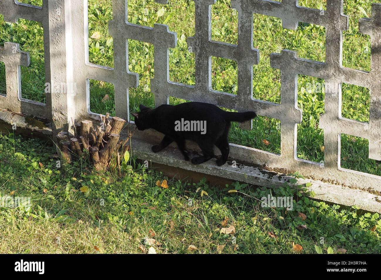 black domestic cat walking on a concrete fence by a stump Stock Photo ...