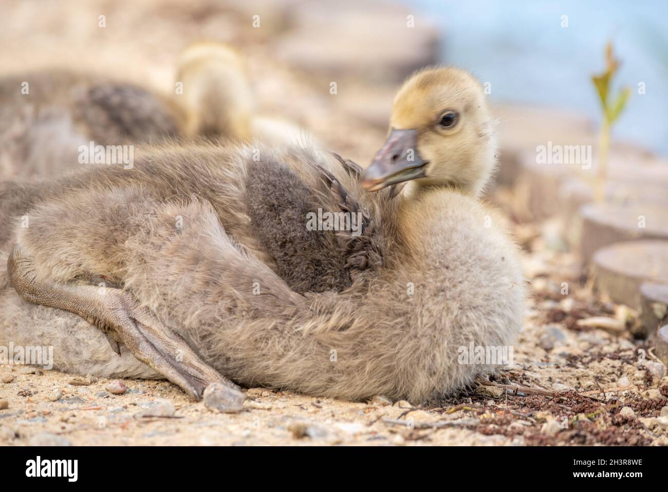 Young greylag goose chicks Stock Photo