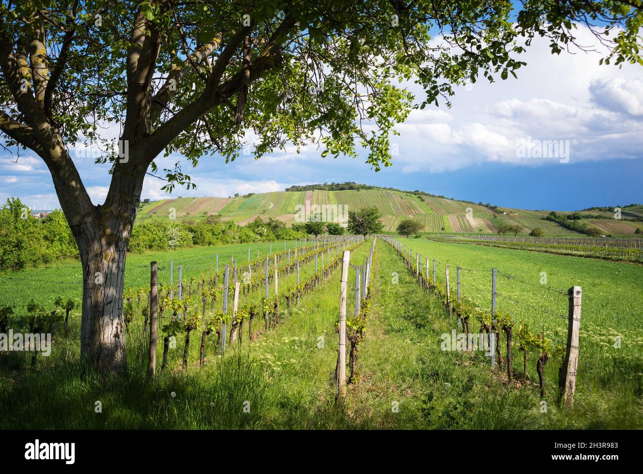 Tree between vineyards near jois and winden in Burgenland Stock Photo