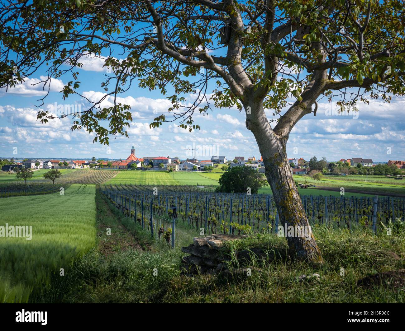 Village of Jois in Burgenland with vineyards ant a walnut tree in spring Stock Photo