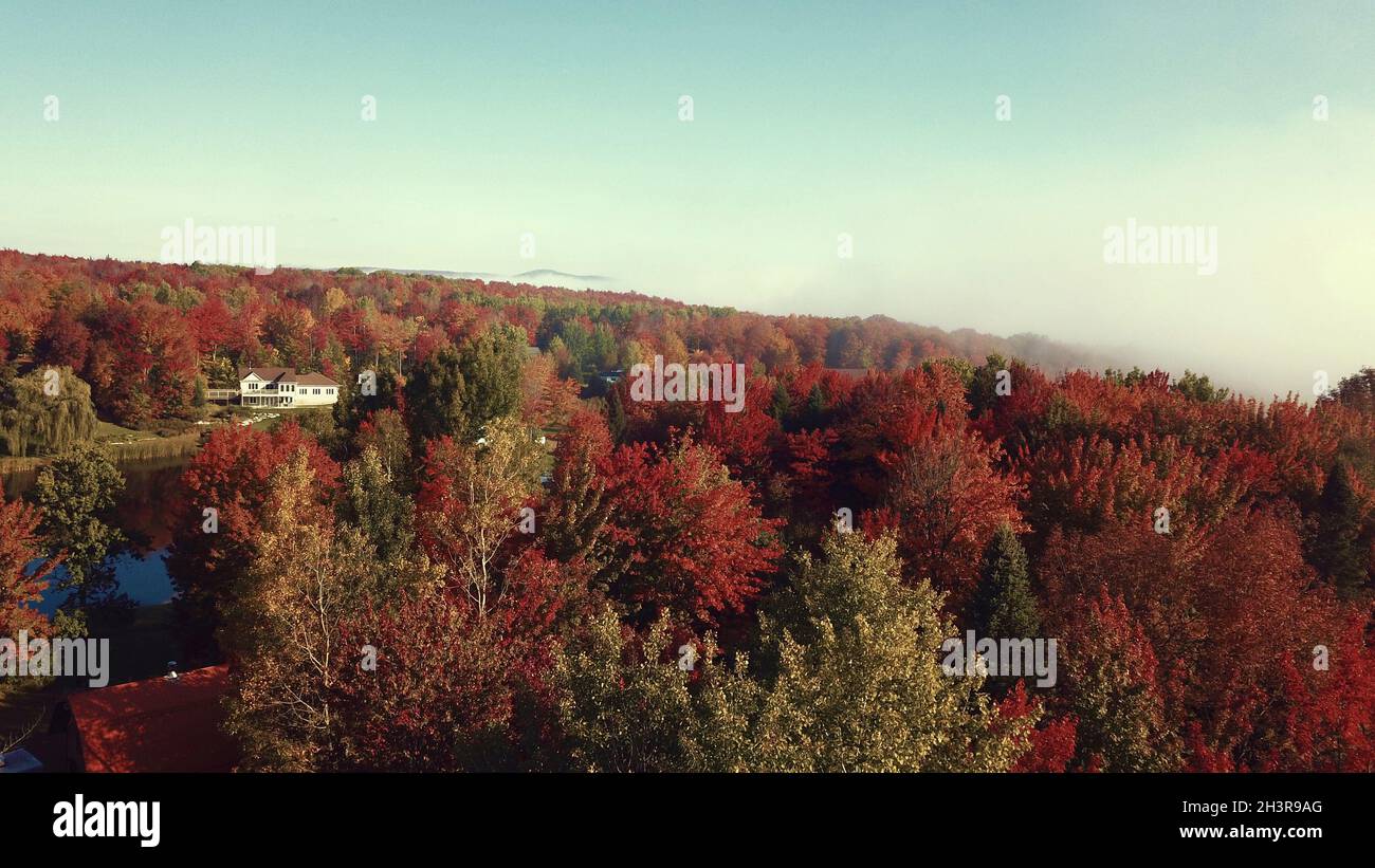Aerial view of a forest with beautiful red colored trees by a lake ...