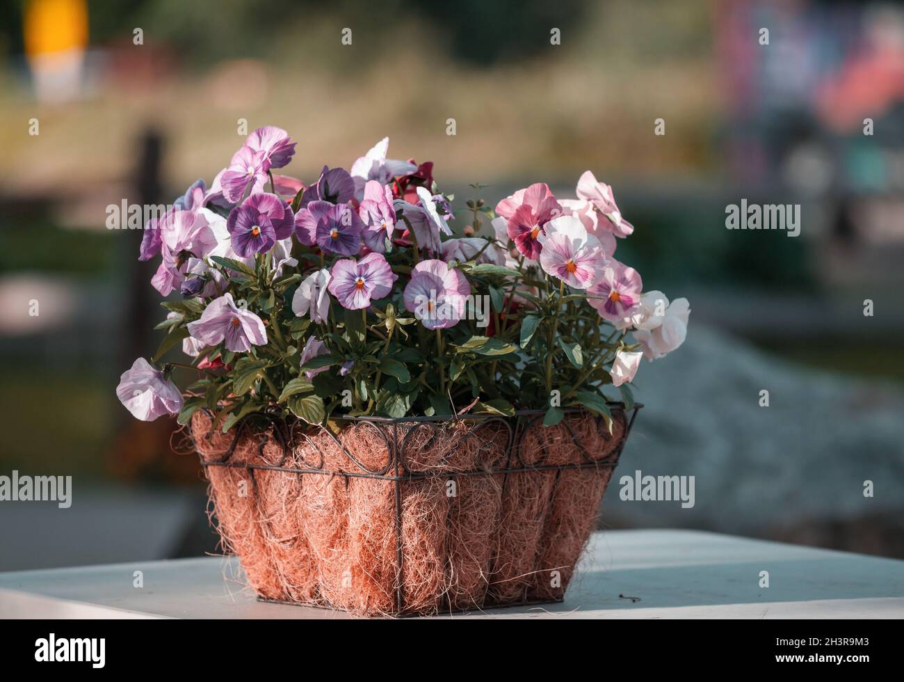 Flowers in the pot Stock Photo Alamy