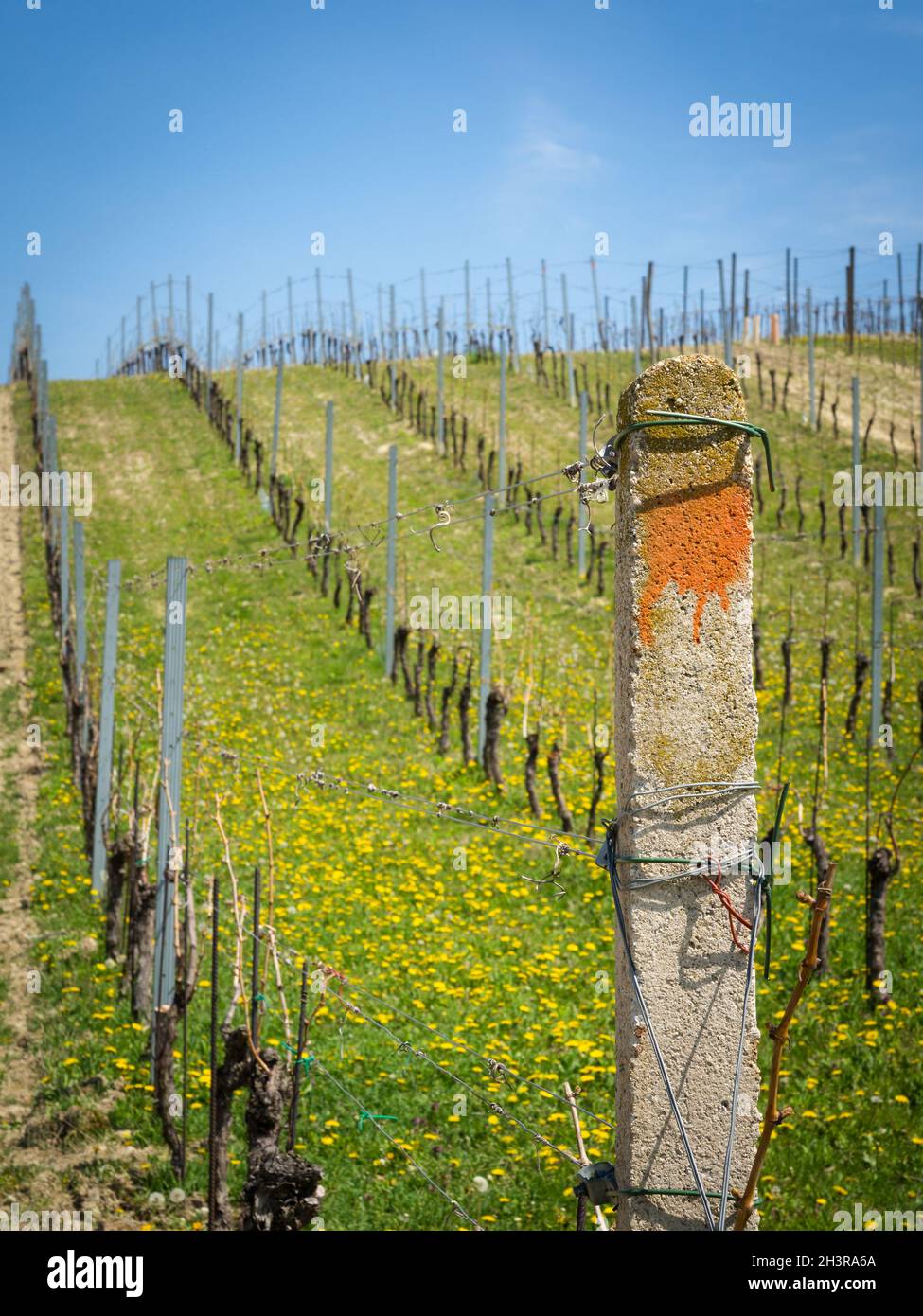 Vineyard in spring in Burgenland Austria Stock Photo