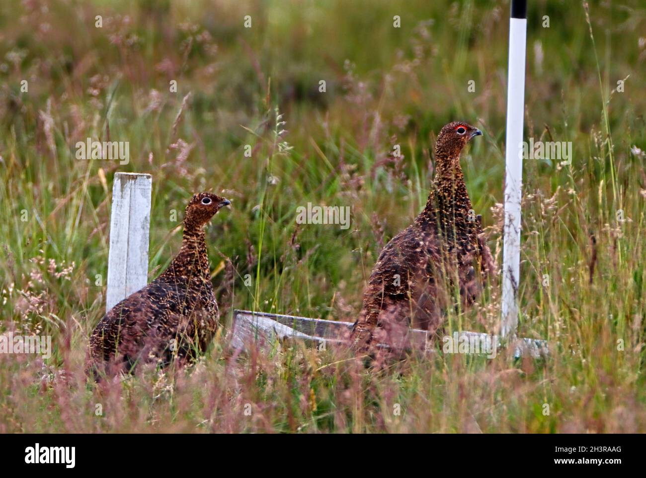 RED GROUSE (Lagopus lagopus scoticus) visit a grit tray on heather moorland, Scotland, UK. Stock Photo
