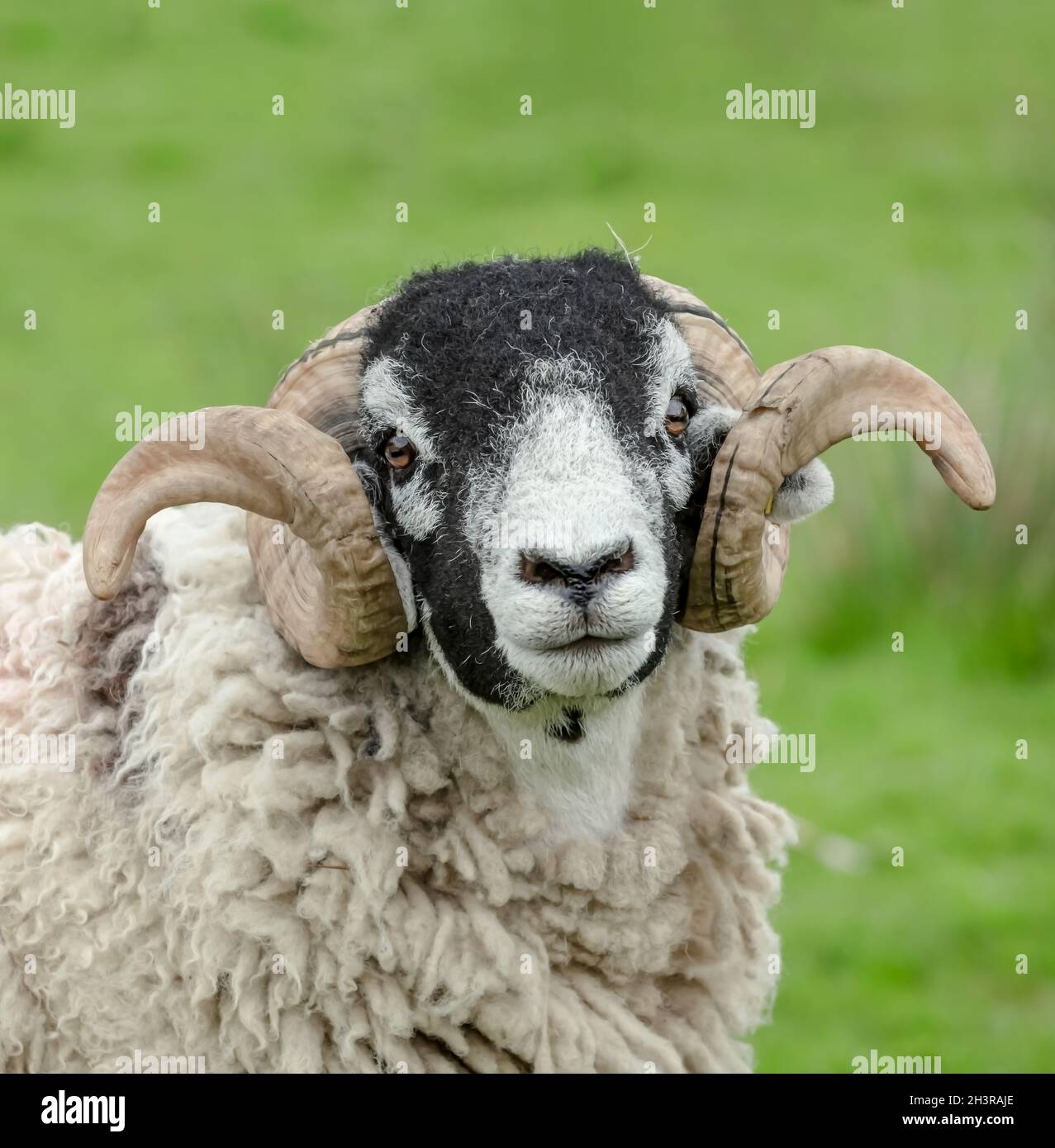 Portrait of a fine Swaledale Ram or male sheep with two curly horns.  Facing camera,  close up.  Clean, green background.  Copy space. Stock Photo