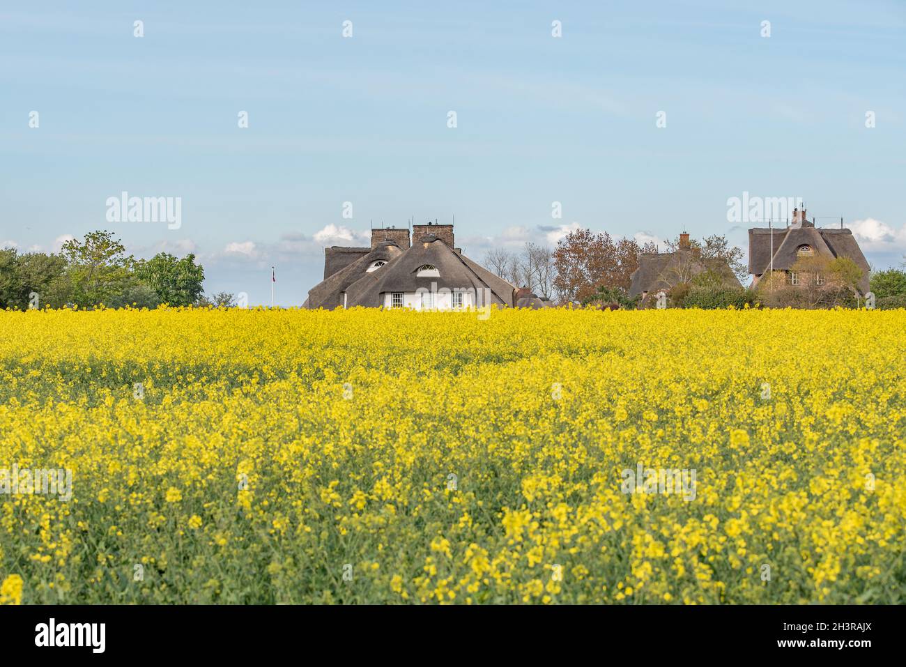 Rapeseed blossom Stock Photo