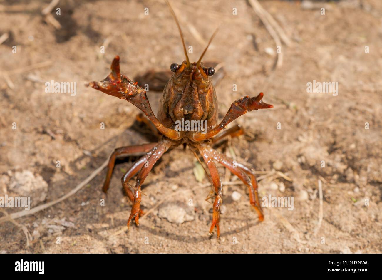 Procambarus clarkii, red swamp crayfish, aggressive position, invasive specie in ebro delta, Catalonia, Spain Stock Photo