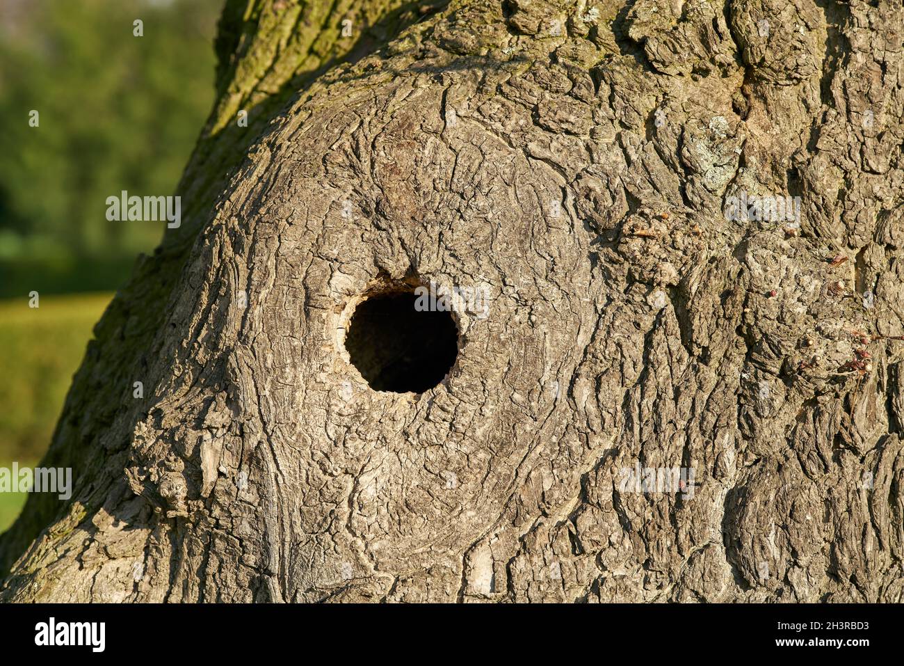 Knothole on an old maple tree serves as a nesting hole for birds in a park Stock Photo