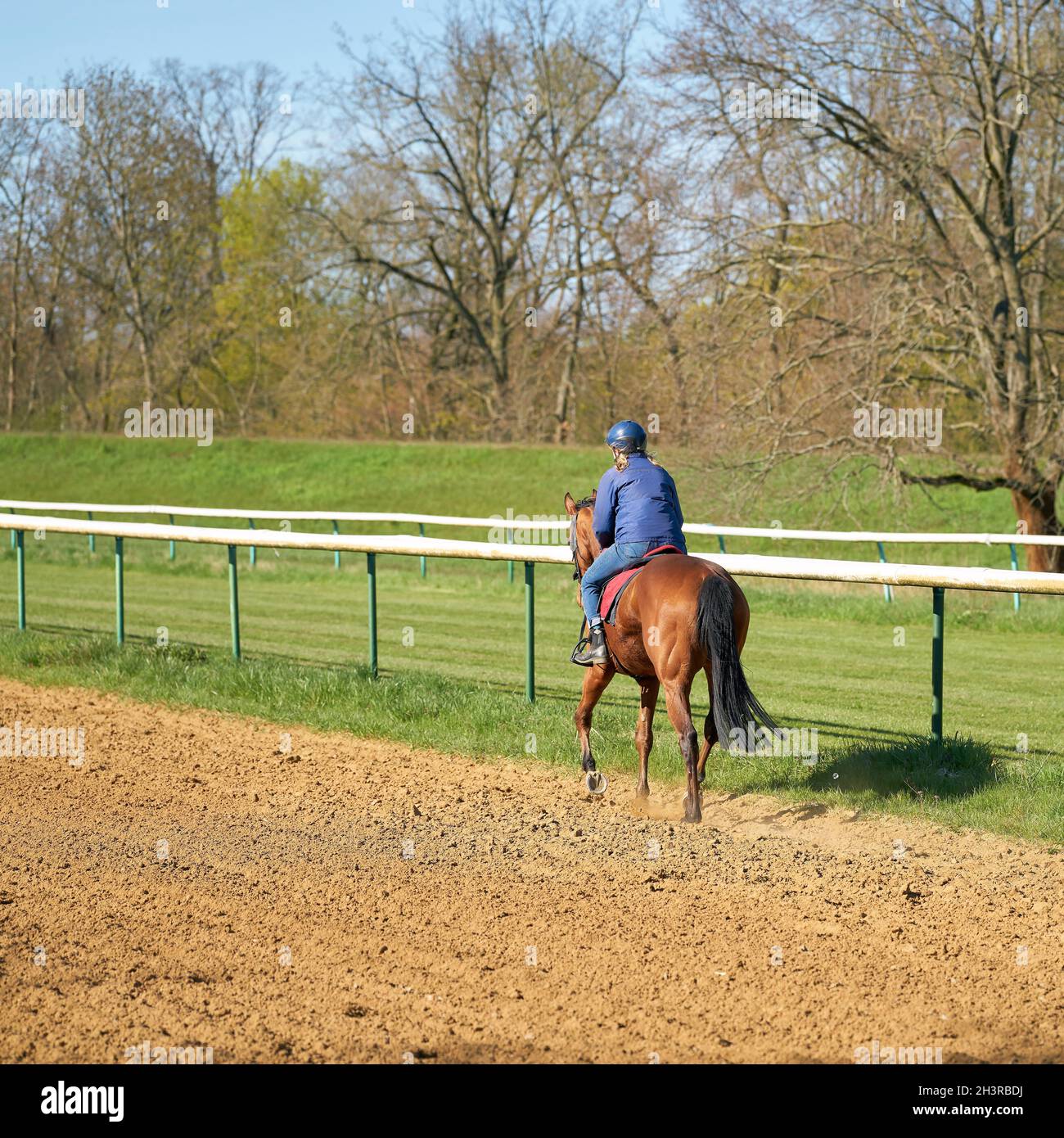 Horse and rider training on the racecourse near Magdeburg Stock Photo