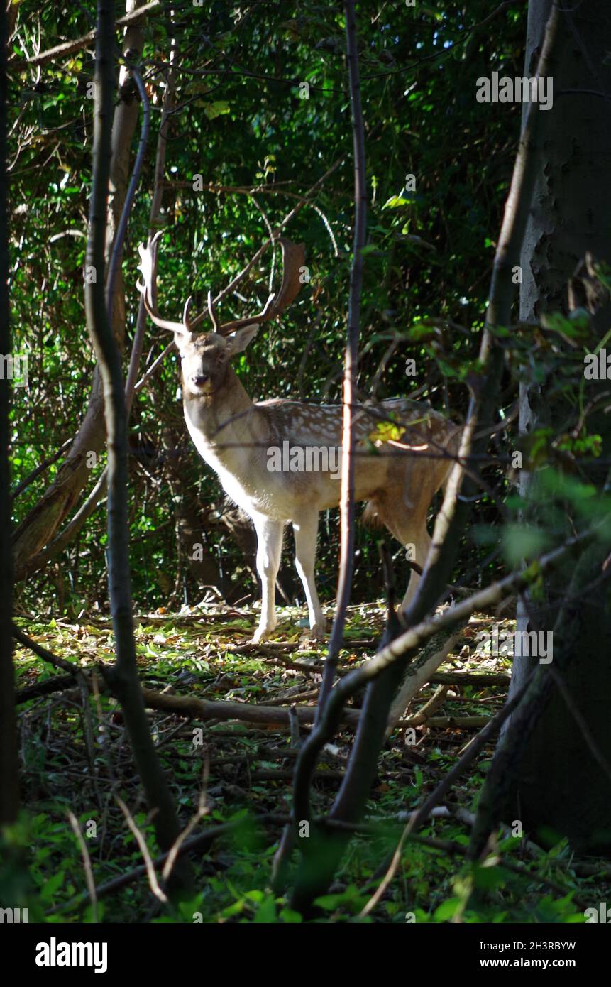 " HAREWOOD HOUSE " , " DEER " " LEEDS Stock Photo Alamy