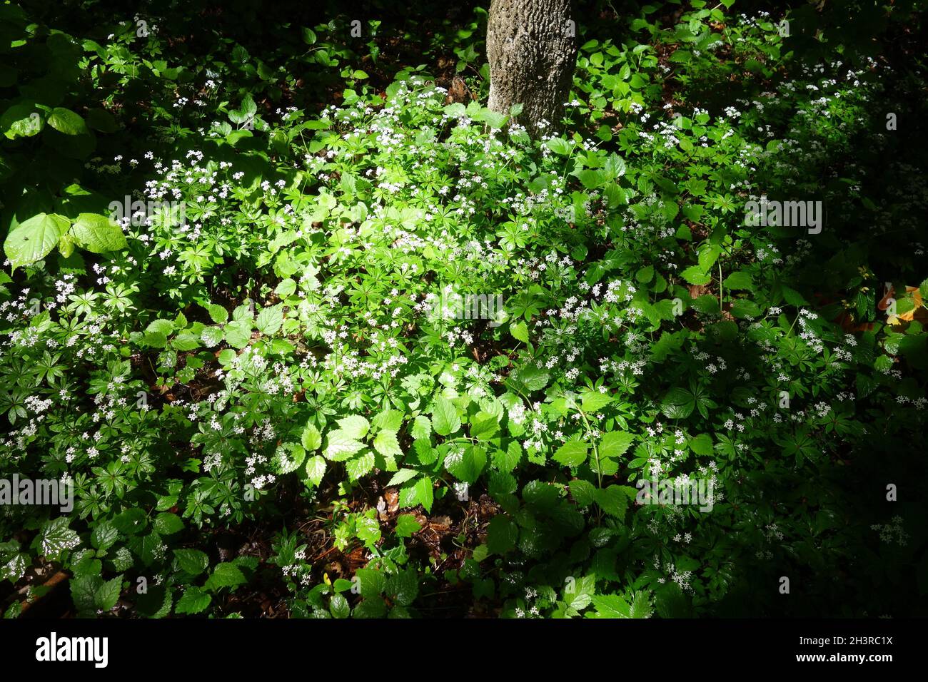 Galium odoratum, woodruff Stock Photo
