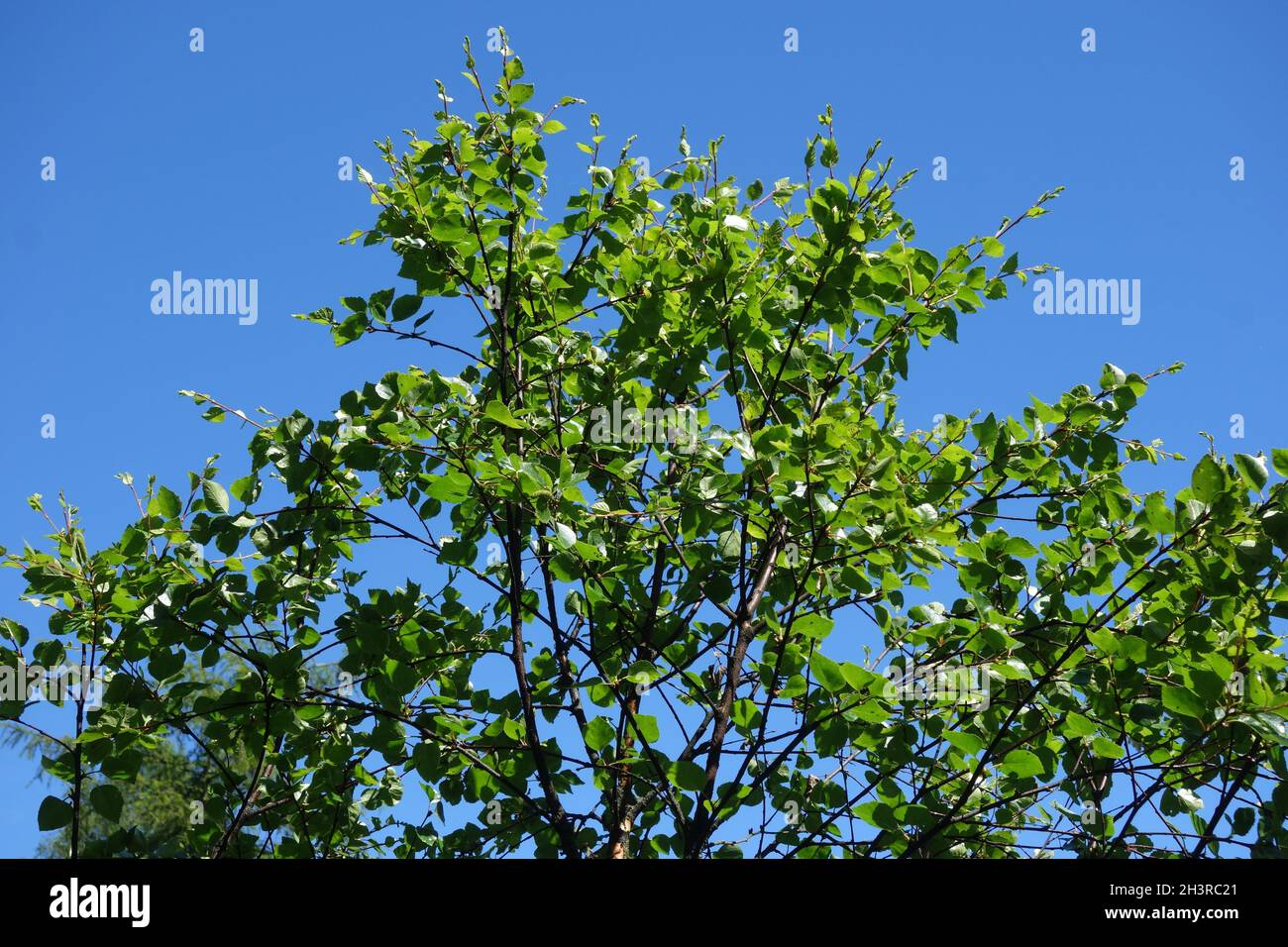 Betula pubescens ssp. czerepanovii, mountain birch Stock Photo