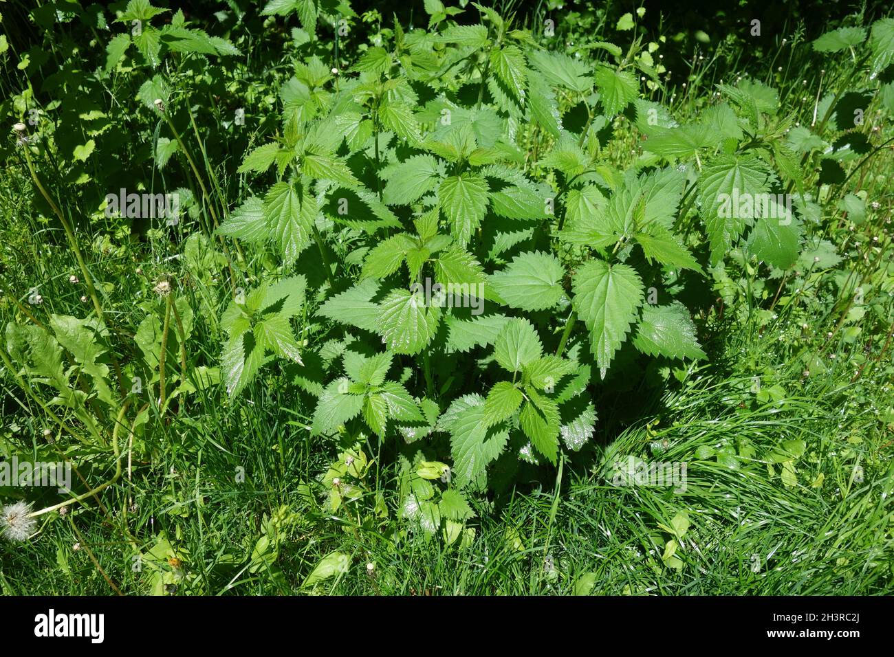 Urtica dioica, stinging nettle Stock Photo