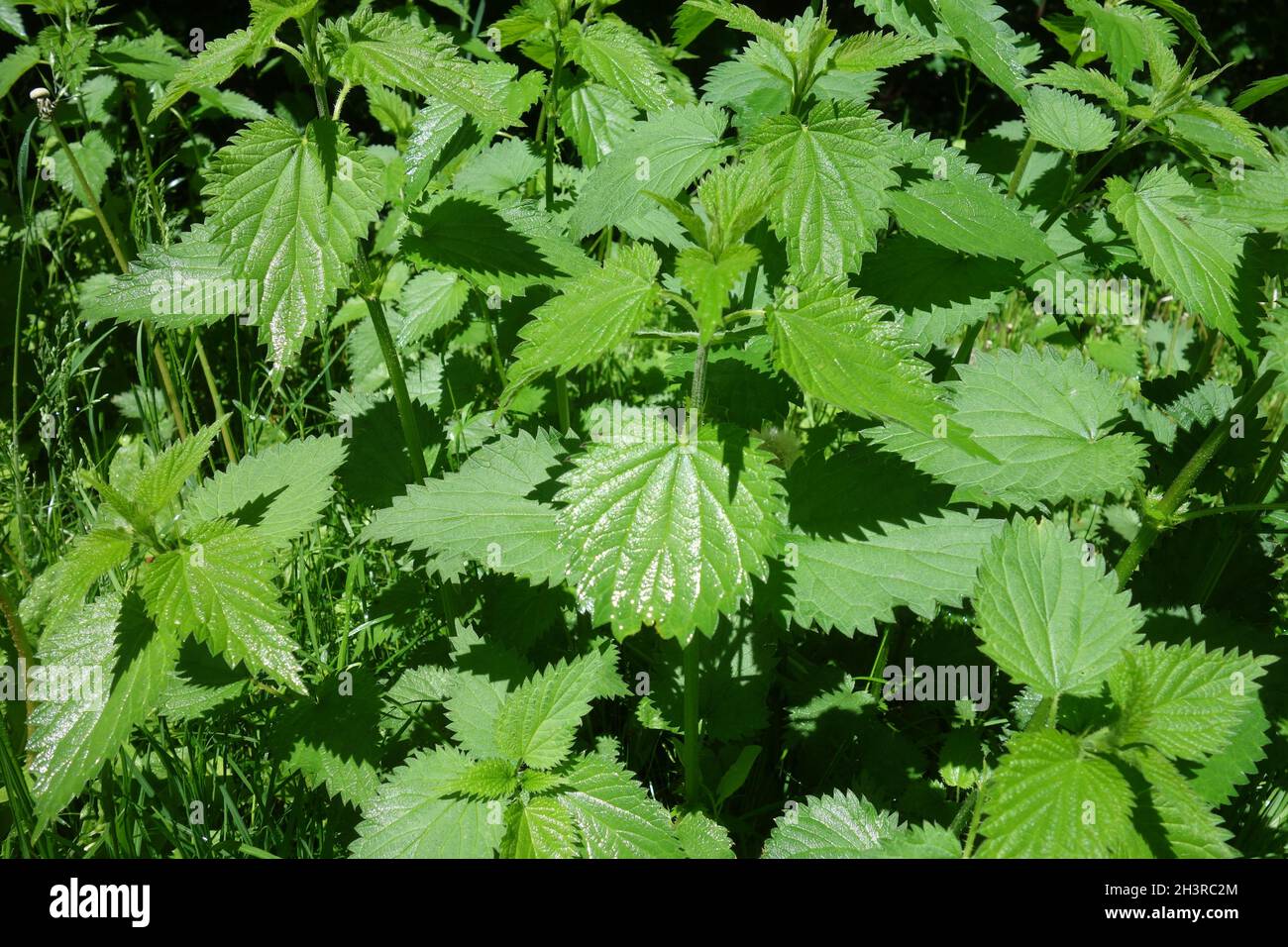 Urtica dioica, stinging nettle Stock Photo