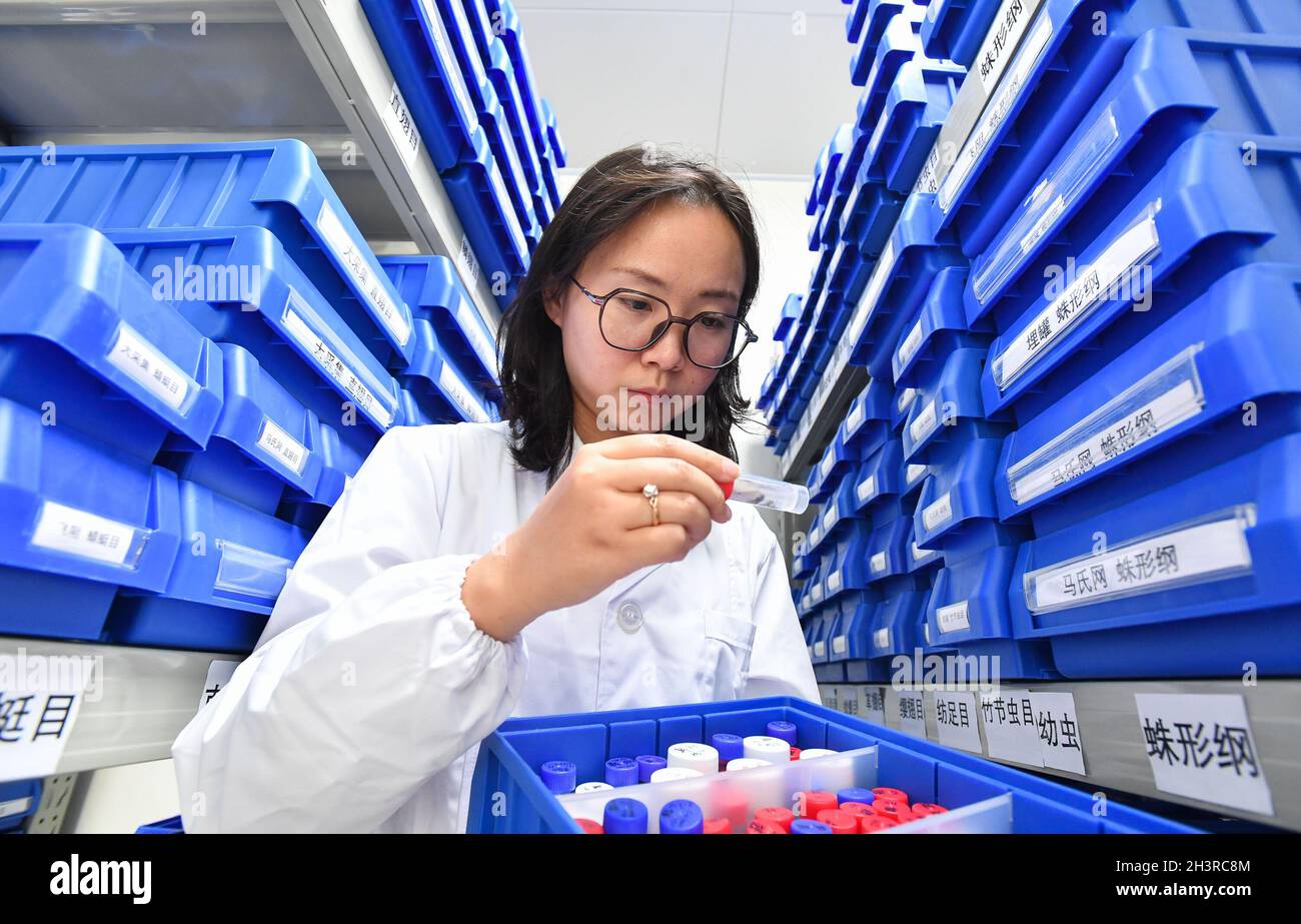 Guangzhou, China. 30th Oct, 2021. (211030) -- GUANGZHOU, Oct. 30, 2021 (Xinhua) -- Yu Yali, assistant researcher from Institute of Zoology, Guangdong Academy of Sciences, works at a lab in Guangzhou, south China's Guangdong Province, Oct. 25, 2021. A research team led by Yang Xingke from Institute of Zoology, Guangdong Academy of Sciences, discovered a new species of the leaf-beetle genus Sphenoraia Clark, 1836 at Haizhu Wetland and named it as Sphenoraia (Sphenoraioides) haizhuensis Yang, 2021. The study was published in the journal Entomotaxonomia. The Haizhu Wetland, covering an area of abo Stock Photo