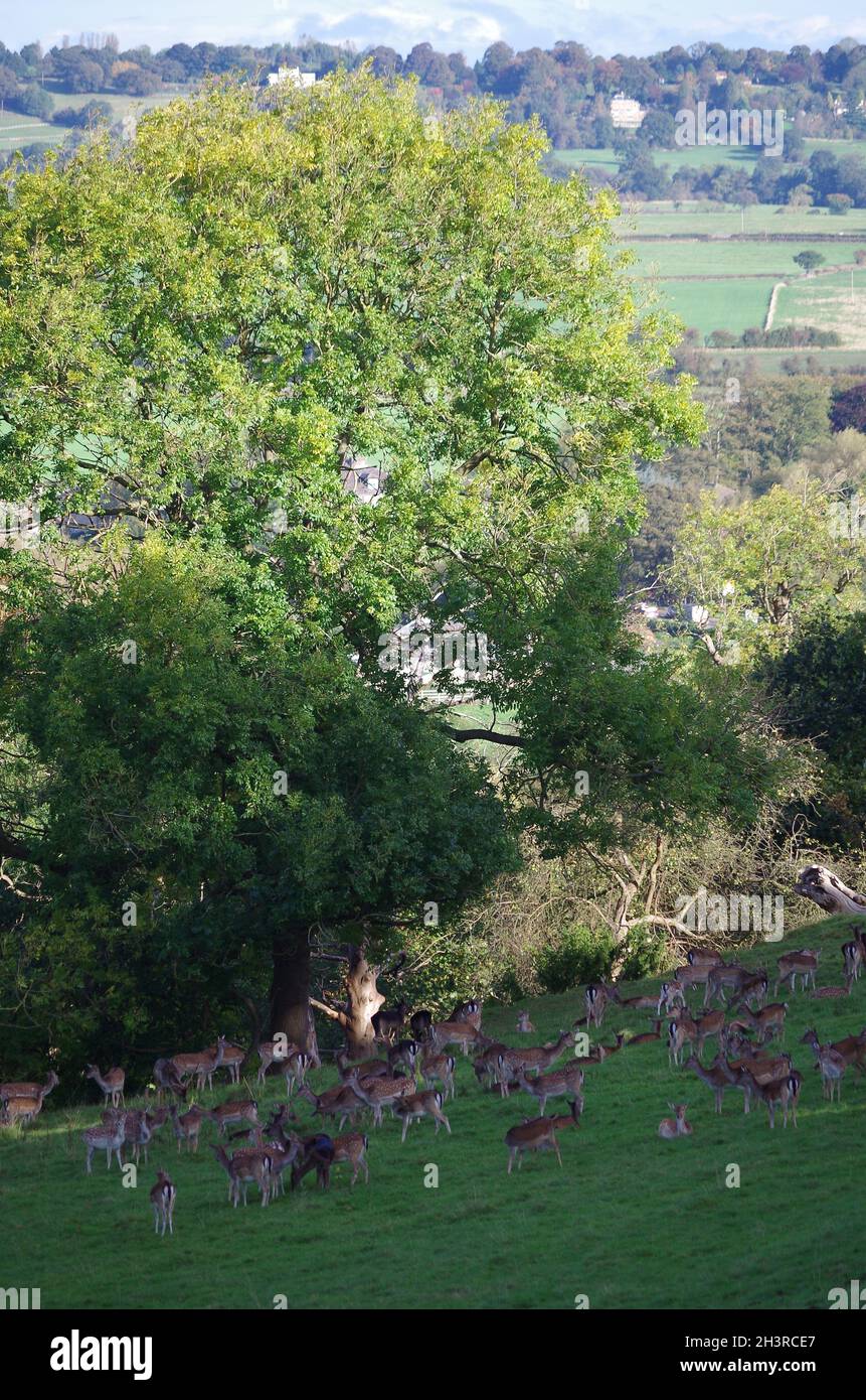 " HAREWOOD HOUSE " , " DEER " " LEEDS Stock Photo Alamy