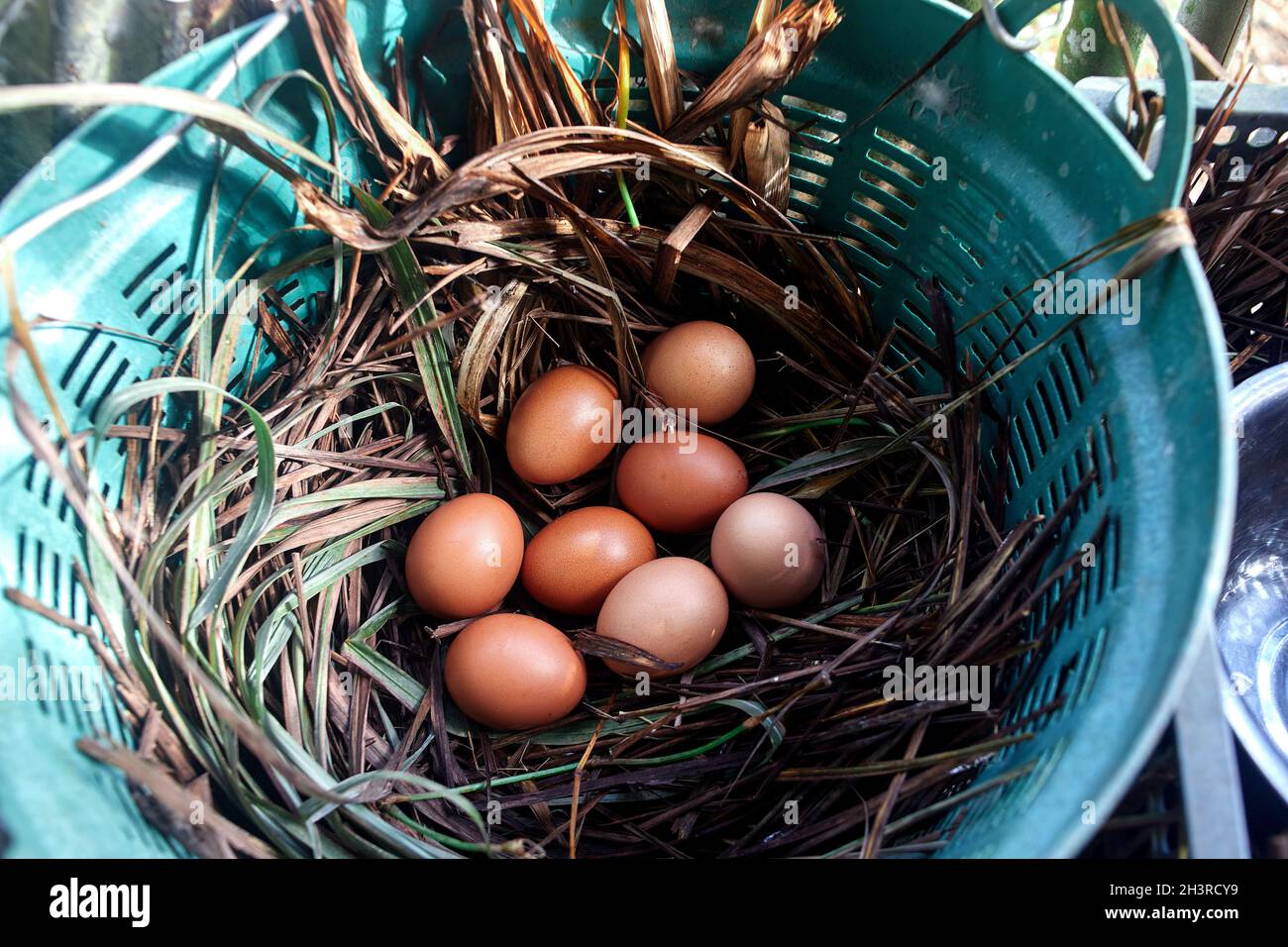 brown chicken eggs on hay nest Stock Photo - Alamy