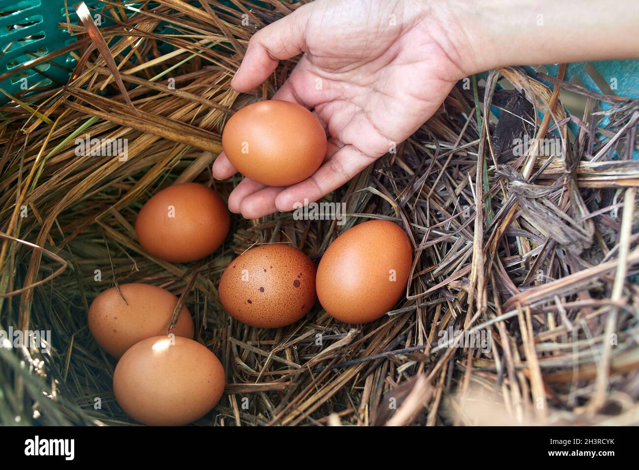 brown chicken eggs on hay nest Stock Photo - Alamy