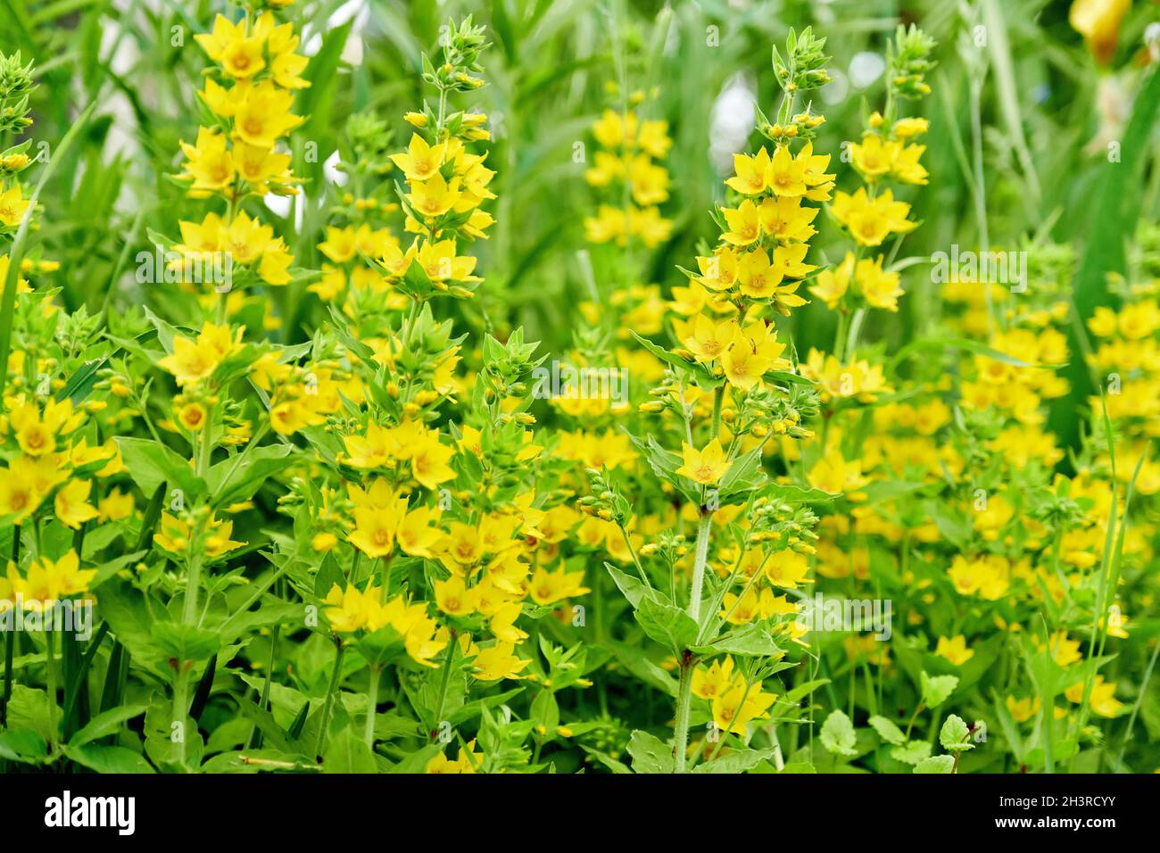 Close up of blooming yellow loosestrife in the garden Stock Photo