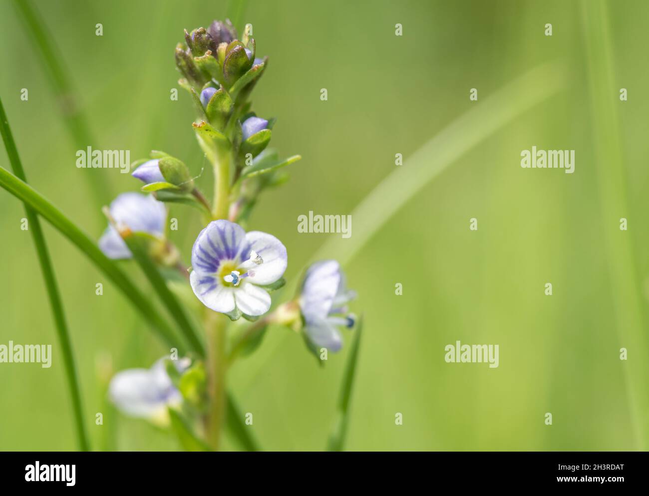 Thyme blossom Stock Photo
