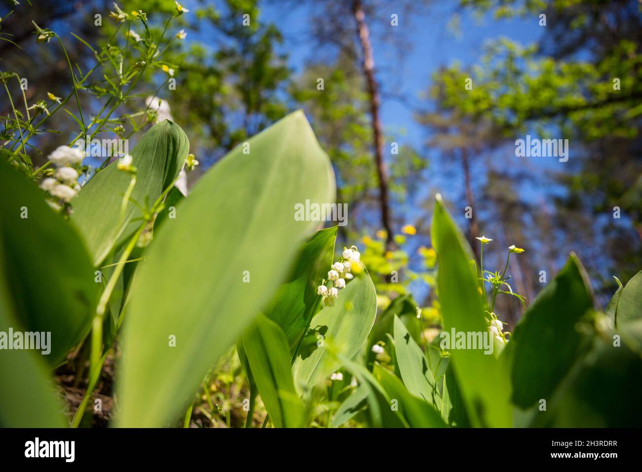 The valley of innocence hi-res stock photography and images - Alamy