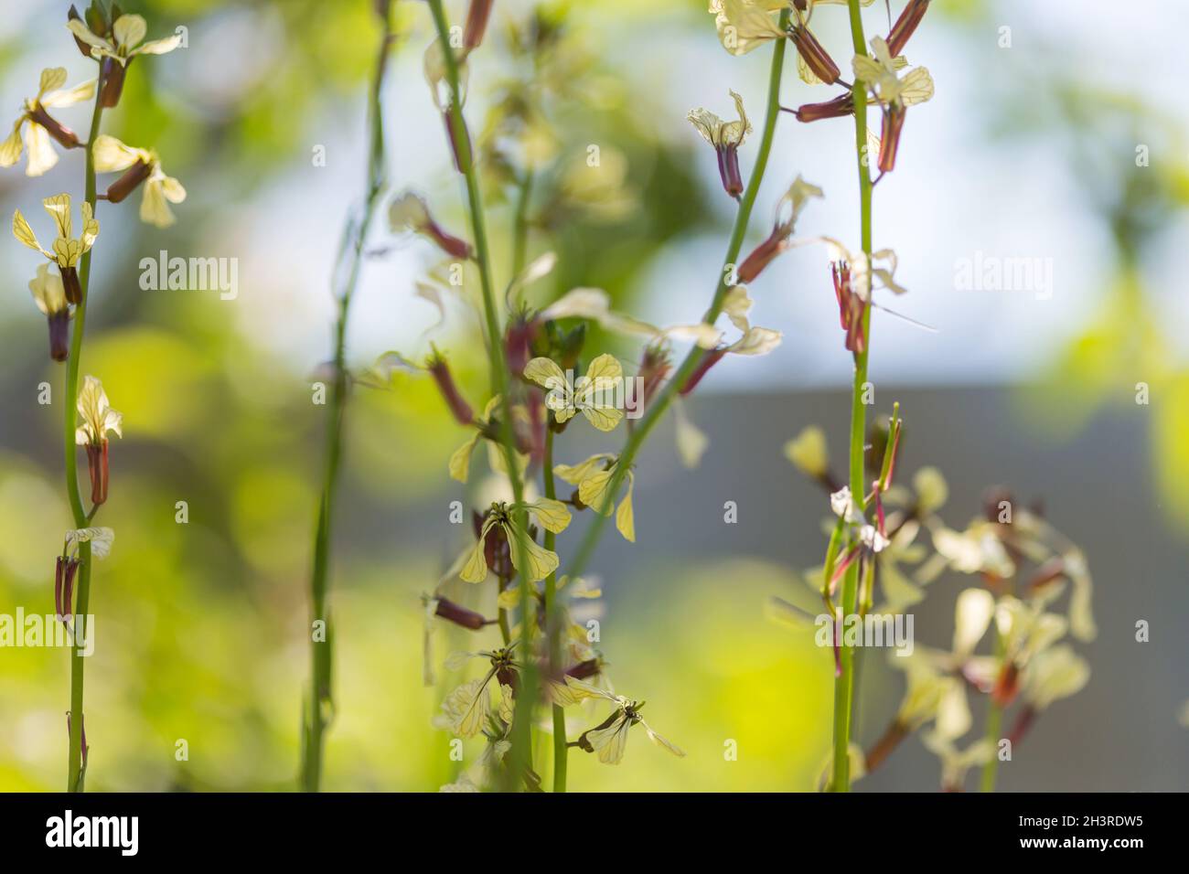Sun on wildflowers hi-res stock photography and images - Alamy