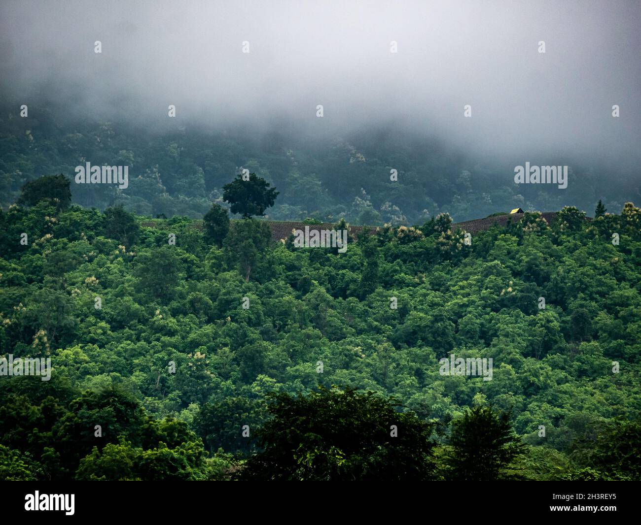 Aerial view of a dense forest on a foggy day Stock Photo - Alamy